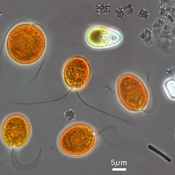 GlaukosalgaeGlaukotene