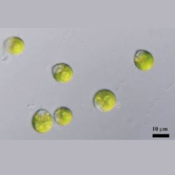 GlaukosalgaeGlaukopidMicroscopic